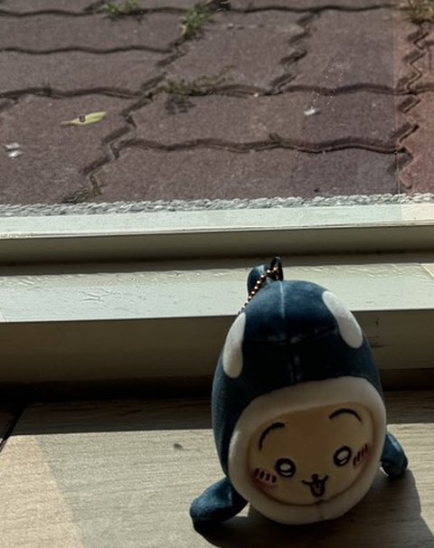 貼了隔熱紙的玻璃後面，海豹娃娃的現場照片